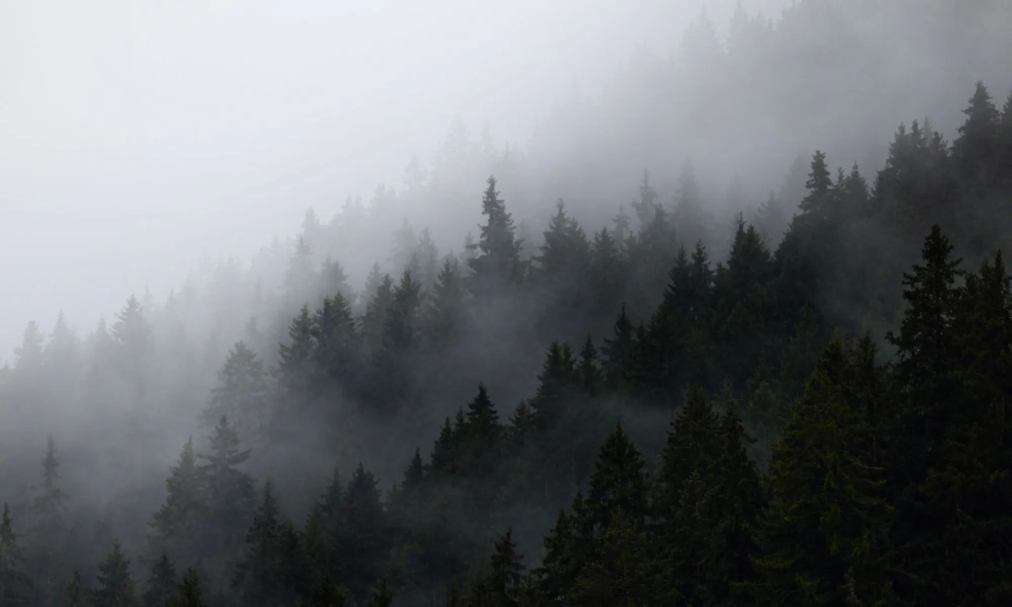 Versant de forêt du Haut-Jura noyé dans la brume : cimes d’épicéas sombres émergeant d’une nappe de brouillard, ciel blanc.