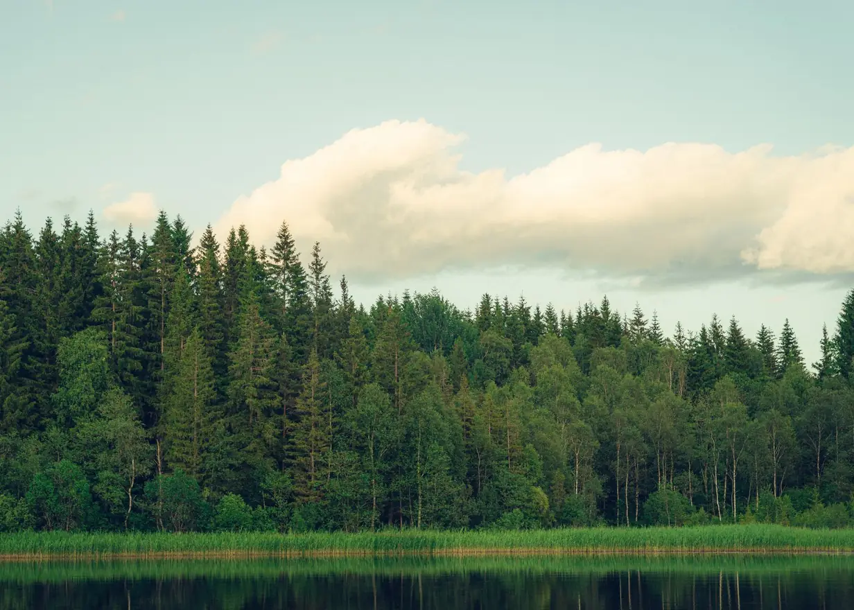 Lac calme au crépuscule : la forêt d’épicéas se reflète dans l’eau sombre, un gros nuage bas dans un ciel pâle.