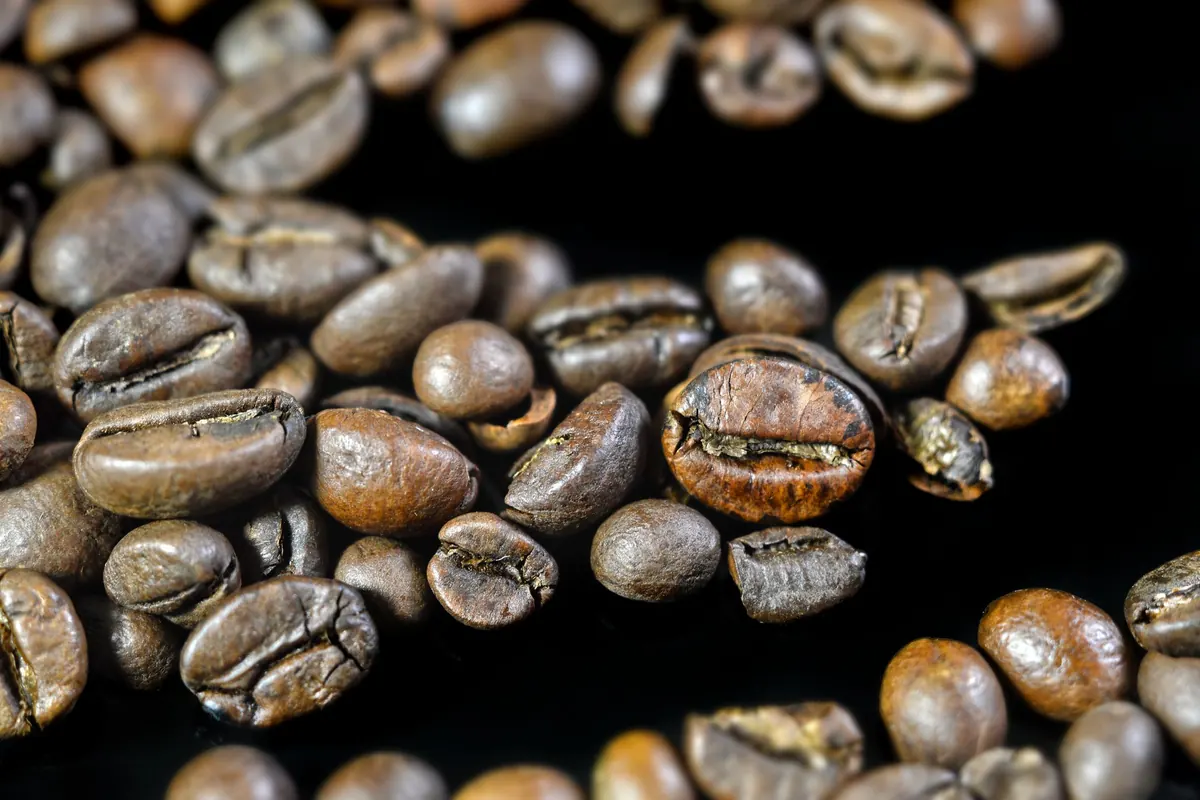 Gros plan sur des grains de café torréfiés, robe brune et sillon clair
